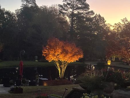 The Stars are Brightly Shining