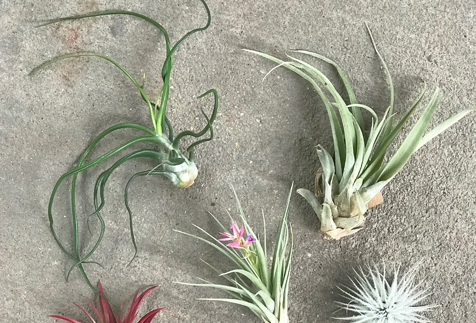 Air Plants SMALL (Assorted) martinsons