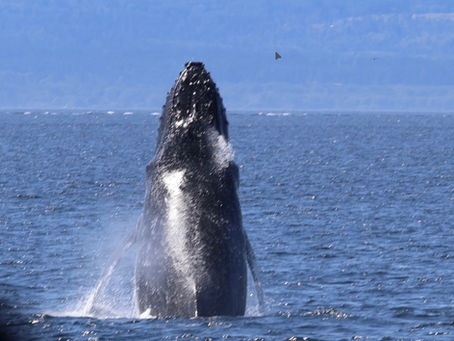Whales Part 1