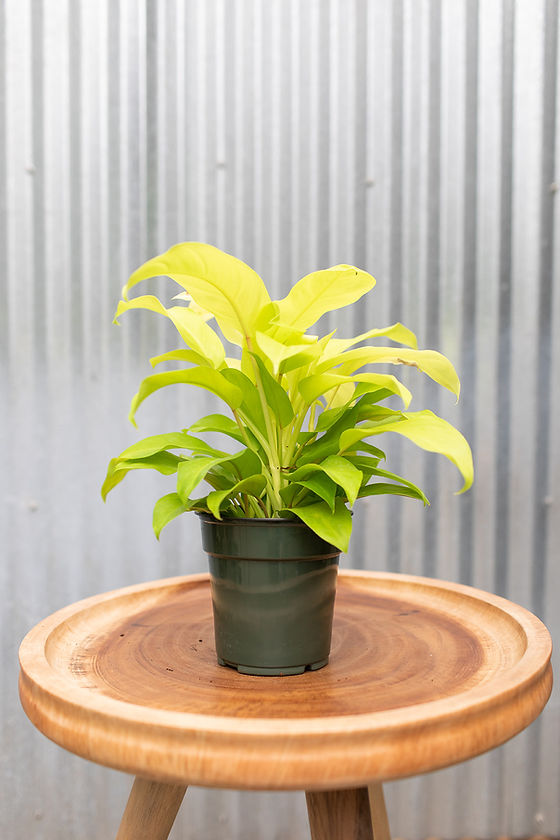 baby plant Design Your Own Plant Baby main image 1
