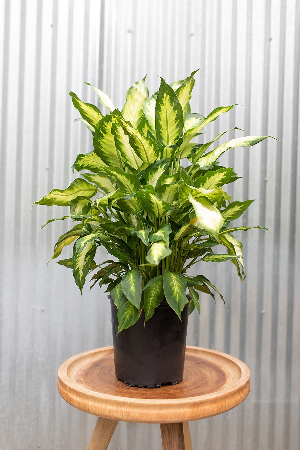 Thumbnail: Dieffenbachia