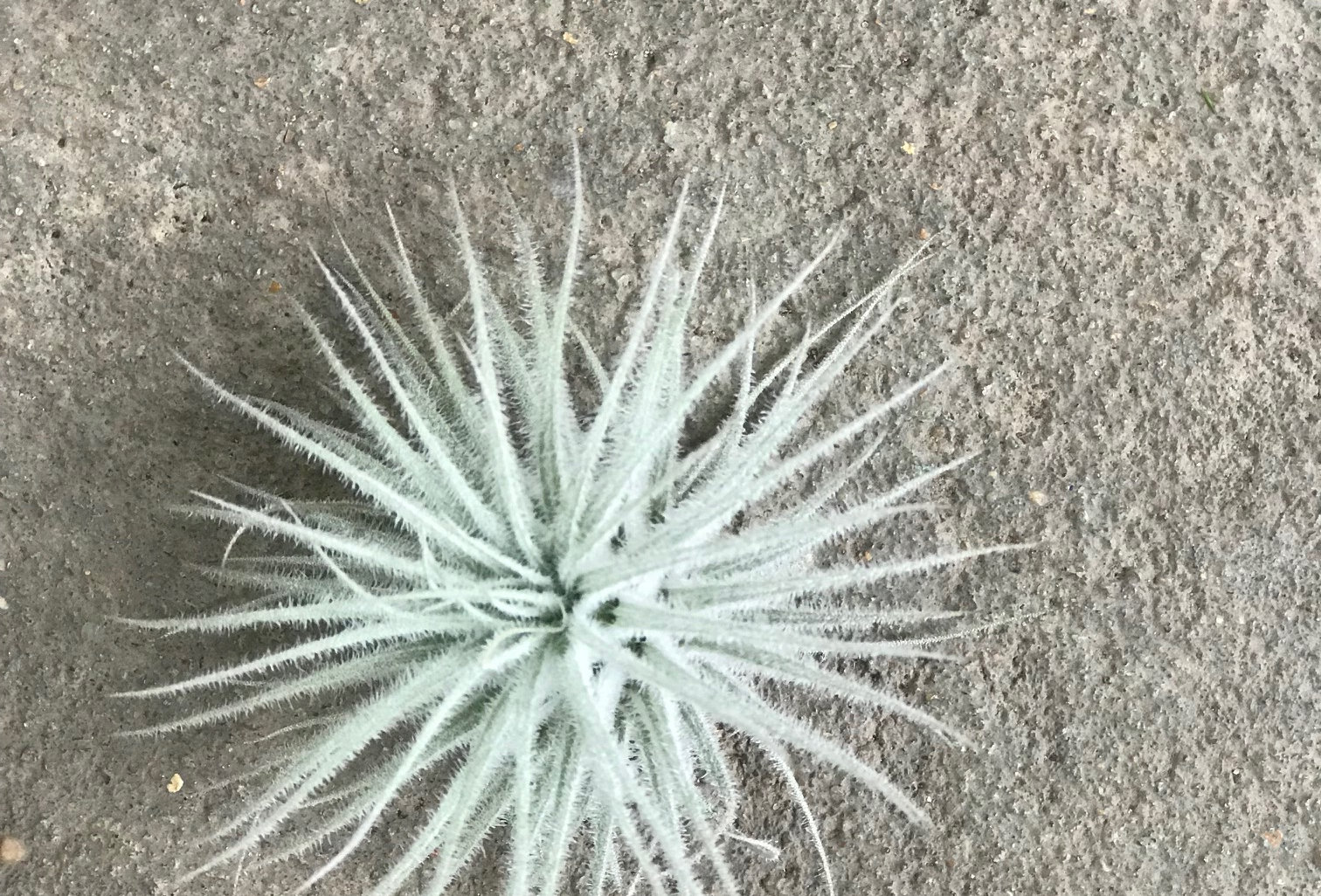 Air Plants - SMALL (Assorted) | martinsons