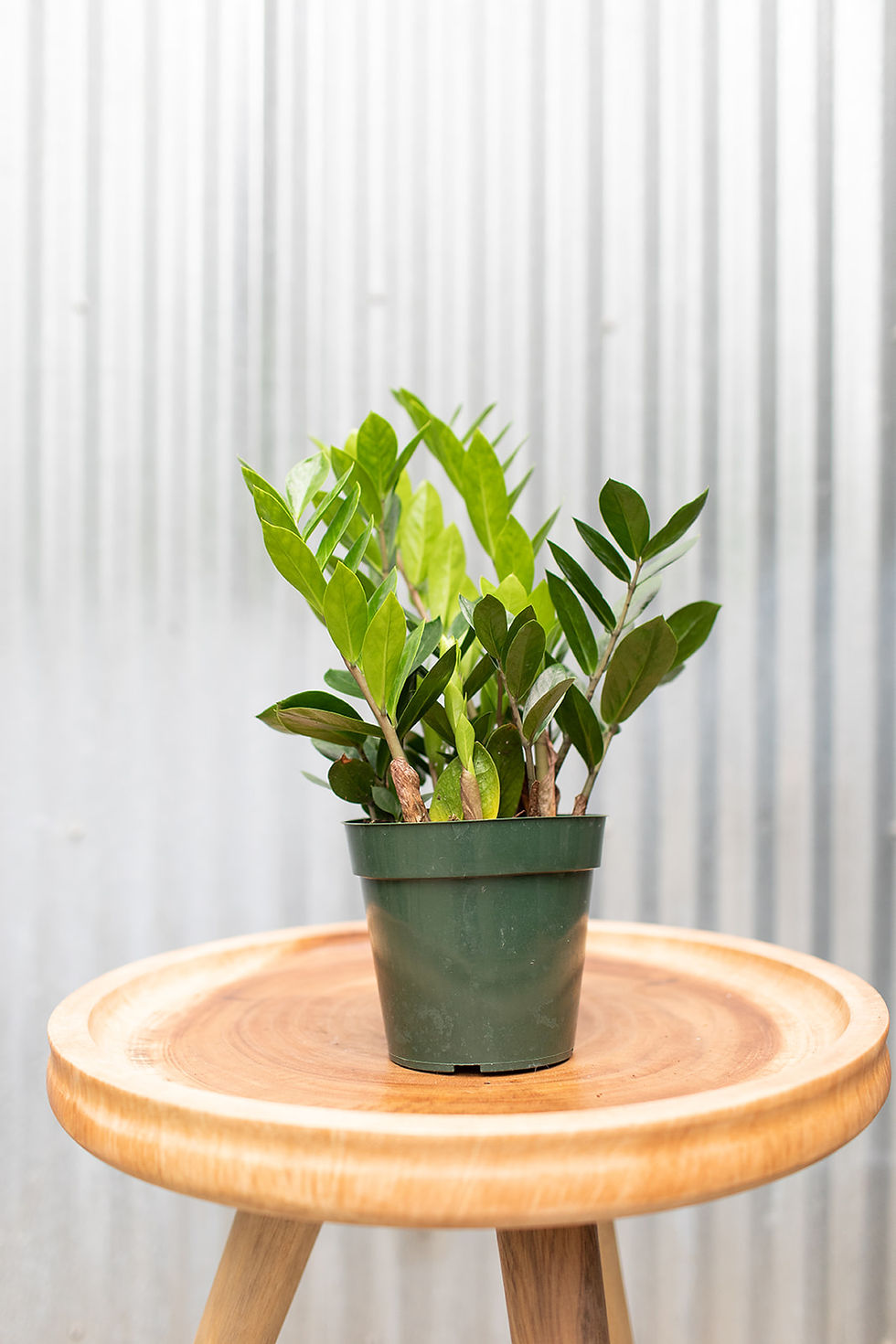 Thumbnail: ZZ Plant - Zamioculcas Zamifolia