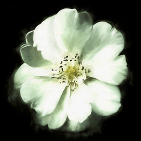 Blend of painted and photographic floral wall art of a white rose on a black background.