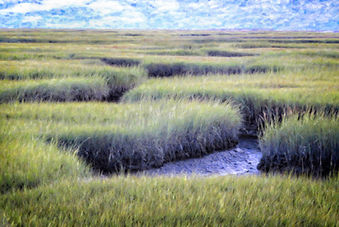 Coastal wall art of Cape Cod Bay marsh dune grasses.