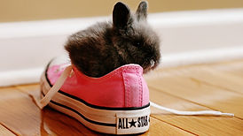 black-cat-red-shoes-Converse-rabbits-237903-wallhere.com.jpg