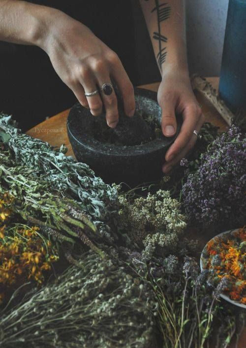 Plantas medicinales y la disfunción erectil