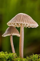 Fungi.jpeg