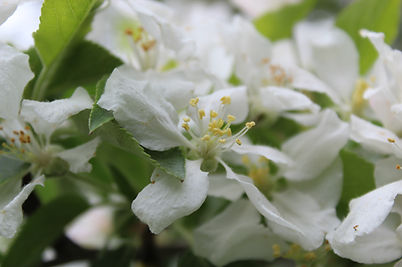 Apple blossoms
