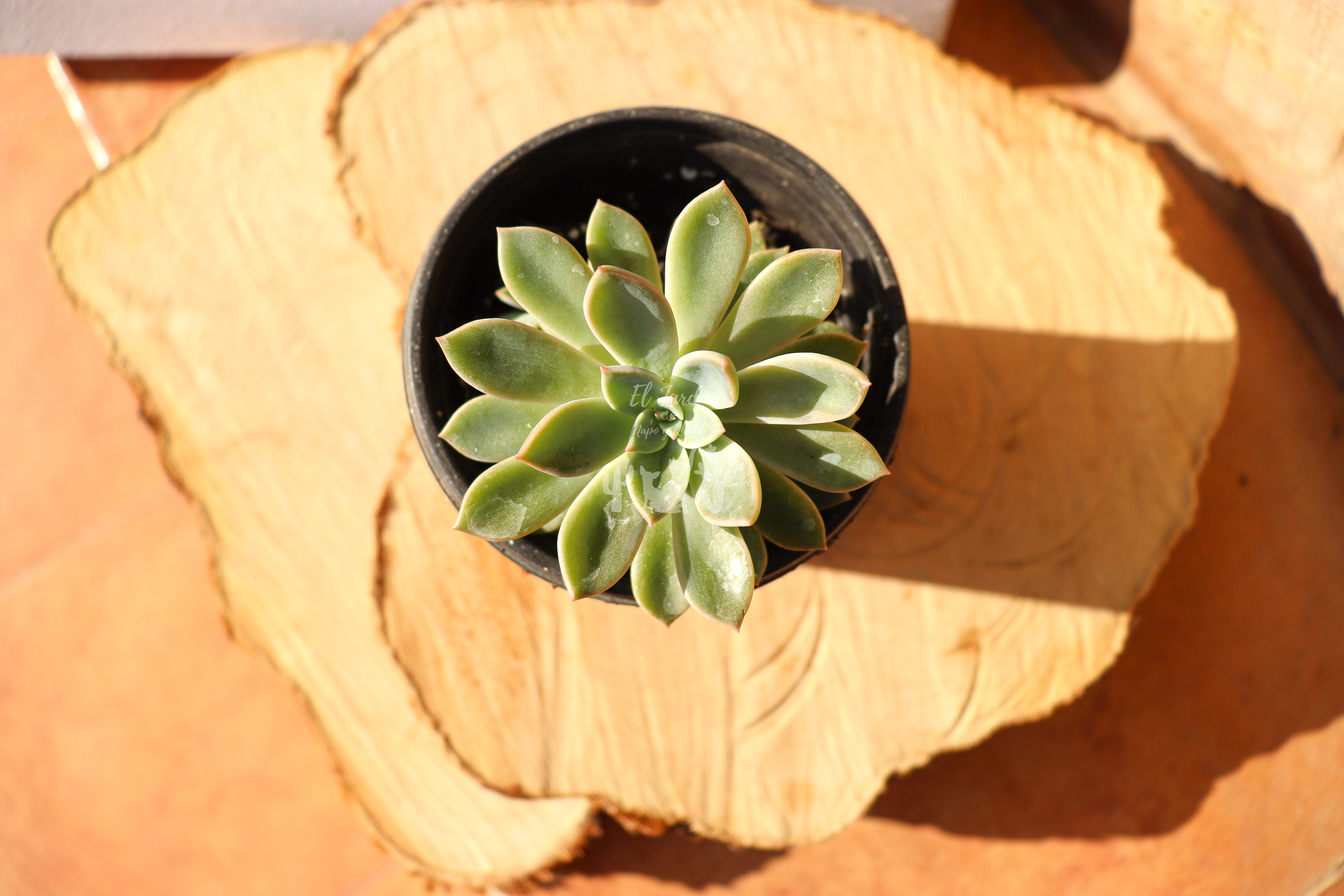 Echeveria Elegans