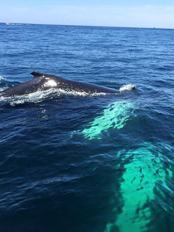 Whales Feeding, Cape Cod