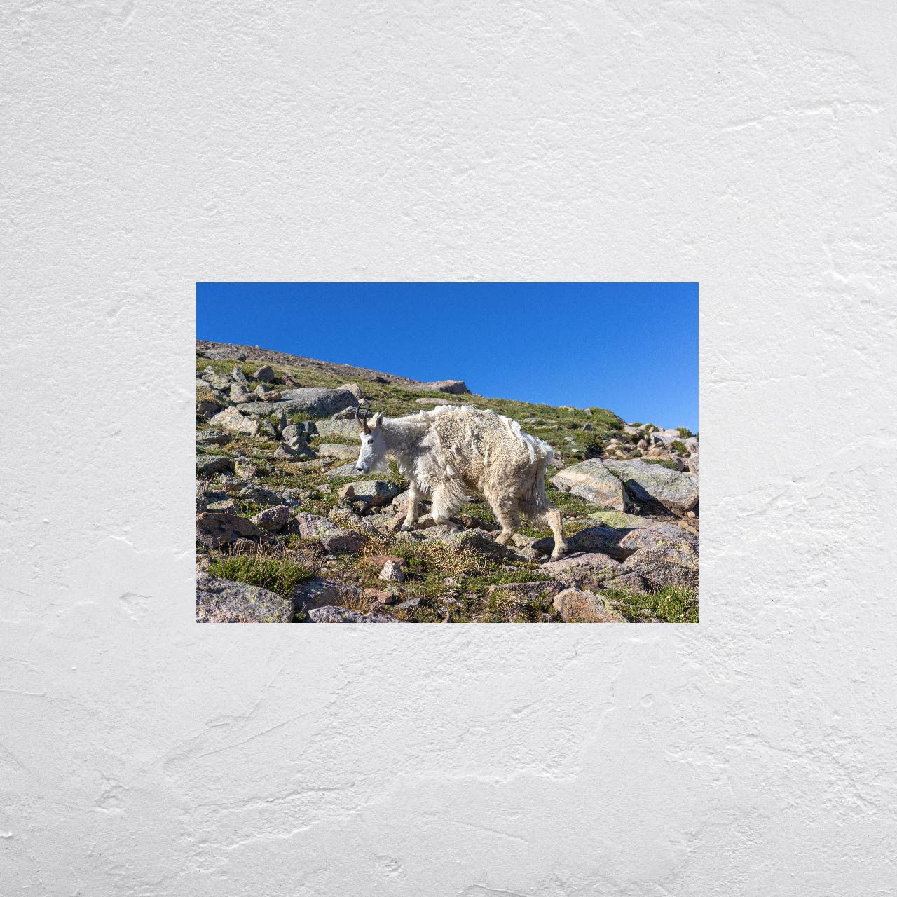 Goat 3 - Canvas & Prints