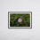 Thumbnail: Wildflower - Frame
