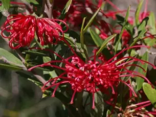 Christmas Greetings From Mark's Country Place