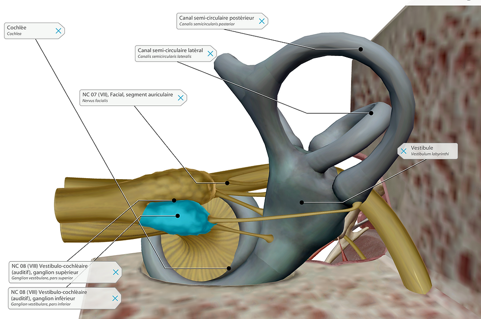 Illustration anatomique de l'oreille interne montrant la cochlée, les canaux semi-circulaires, en gris et jaune. Étiquettes en français.