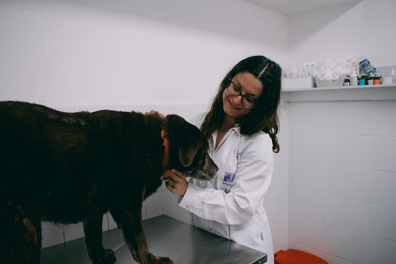especialidades veterinarias