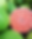 Pink Pomelo.png