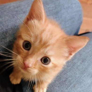 Ginger Jones