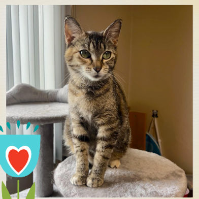 Pixie - SPONSORED ADOPTION