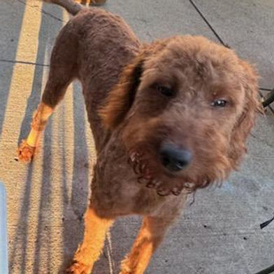 Sancho - COURTESY LISTING