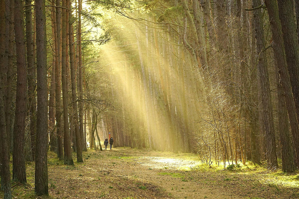 forest-7179046_1920.jpg