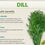 Thumbnail: ใบผักชีล าว หรือใบดิล   #Dill Leaf  from Europe 100% Natural 1000 gr