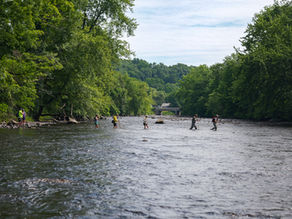 Sea lamprey nest survey conducted with volunteers on the Ashuelot River in New Hampshire.