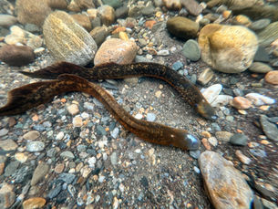 No Simple Swim: Tracking a Complicated Year for Migratory Fish (Sea Lamprey & American Shad)