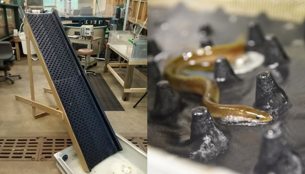 Fish Passage Design: An Up (and Down) Stream Journey LiveStream Webinar