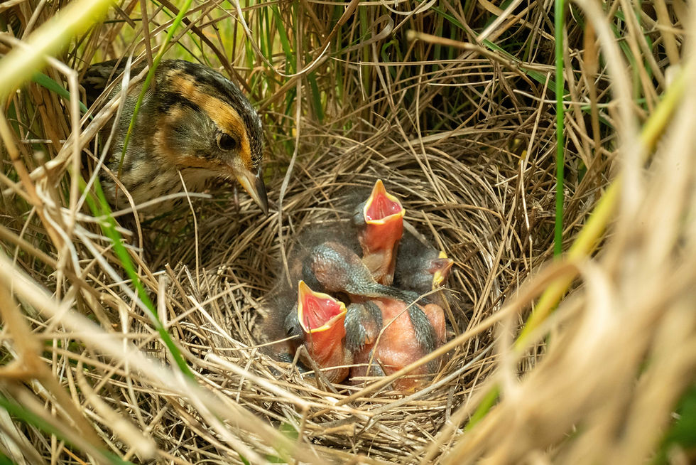 The Wild & Scenic Film Festival is Coming to Bellows Falls on April 30th, Hosted by the Connecticut River Conservancy