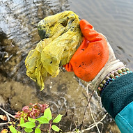 Gloved hand holding a yellow plastic bag that is muddy and was removed from the river during a Source to Sea trash cleanup.