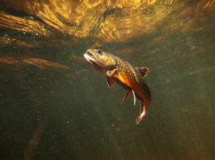 Here’s What We Know About PFAS in the Connecticut River