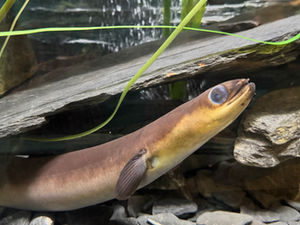 American eel (silver phase) at ECHO Leahy Center for Lake Champlain.