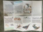 For this project, the student created an educational pamphlet on the life cycle of a mayfly. During the field trip, students observed the nymph stage.