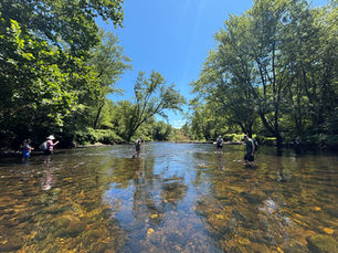Sea lamprey nest survey being conducted by volunteers walking in shallow water with rocks visible below the surface, and trees and blue skies above.