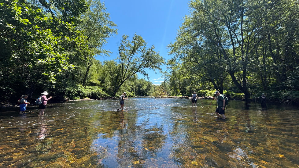 Sea lamprey nest survey being conducted by volunteers walking in shallow water with rocks visible below the surface, and trees and blue skies above. 