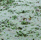Water Chestnut infestation in the Connecticut River watershed.