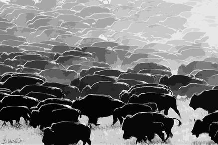 buffalo herd