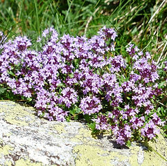 thyme-177261_1280_edited.jpg