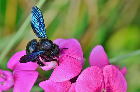 insect