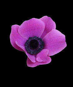 anemone-1738327_640.jpg