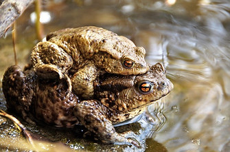 toads