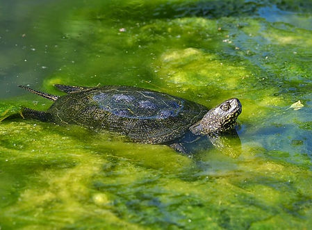 marsh-turtle
