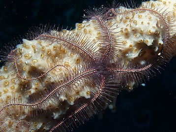 sea-star