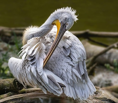 pelican