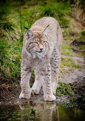 animal-1852804_640.jpg