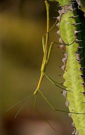 stick-insect