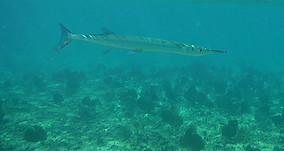 underwater-626518_1280_edited_edited.jpg