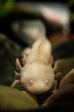 salamander