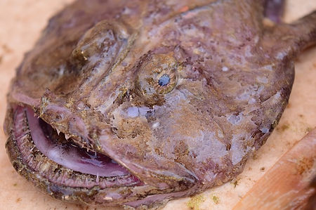 fish